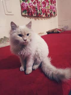 cat Persian white cat