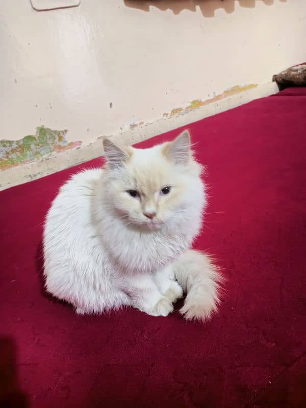 cat Persian white cat 1