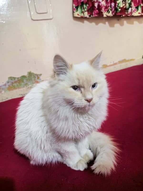 cat Persian white cat 2