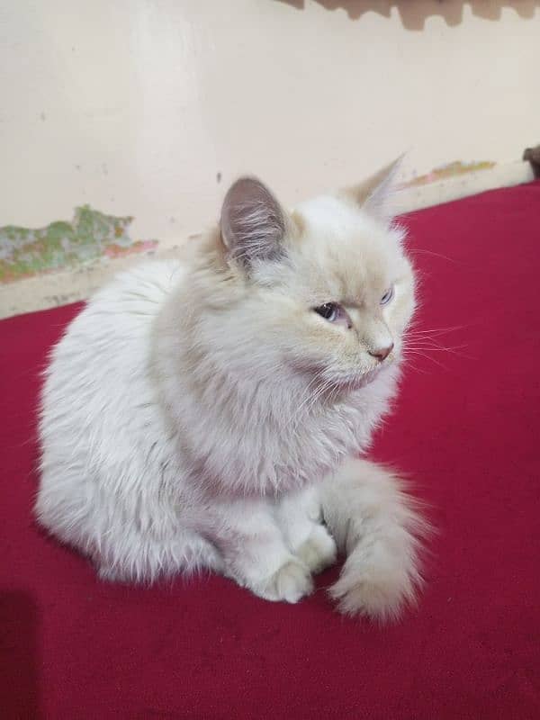 cat Persian white cat 3