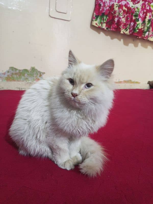 cat Persian white cat 4