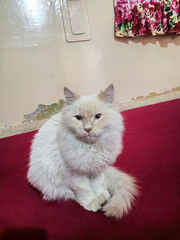 cat Persian white cat 5