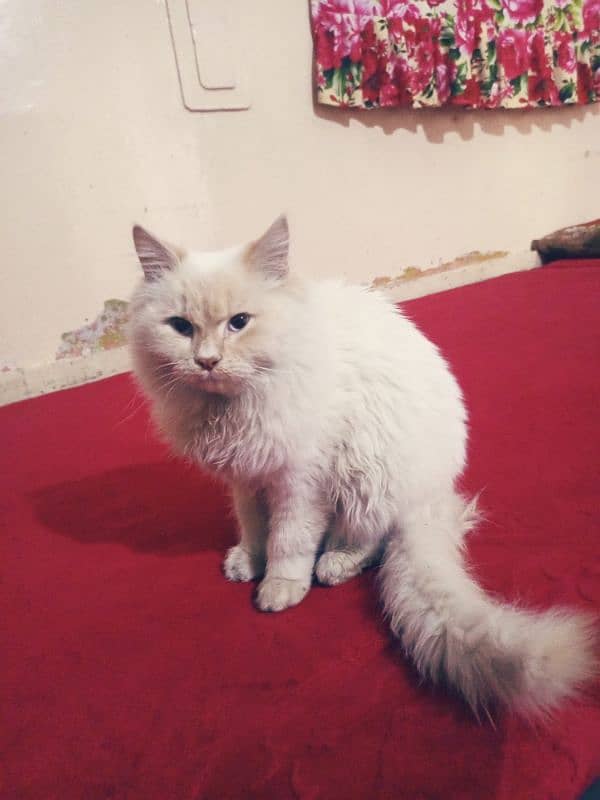 cat Persian white cat 6