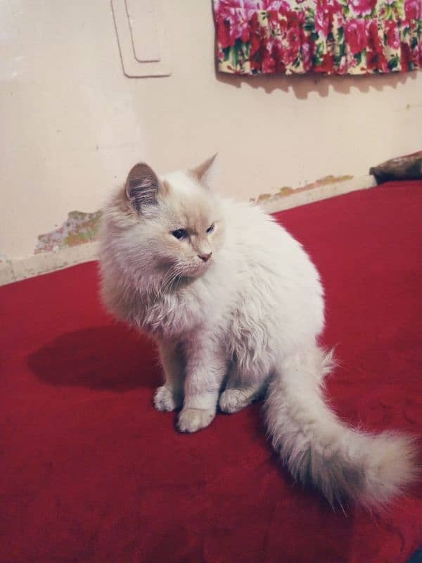 cat Persian white cat 7