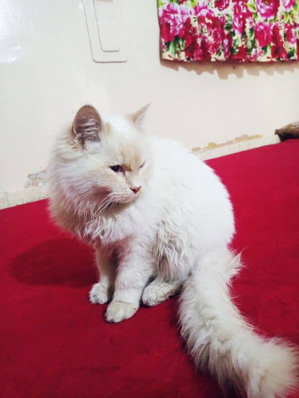 cat Persian white cat 9