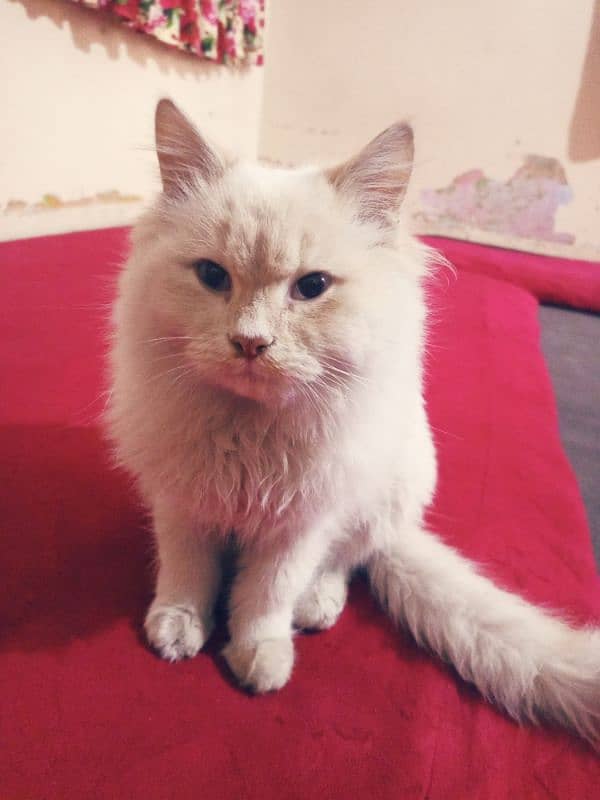 cat Persian white cat 10