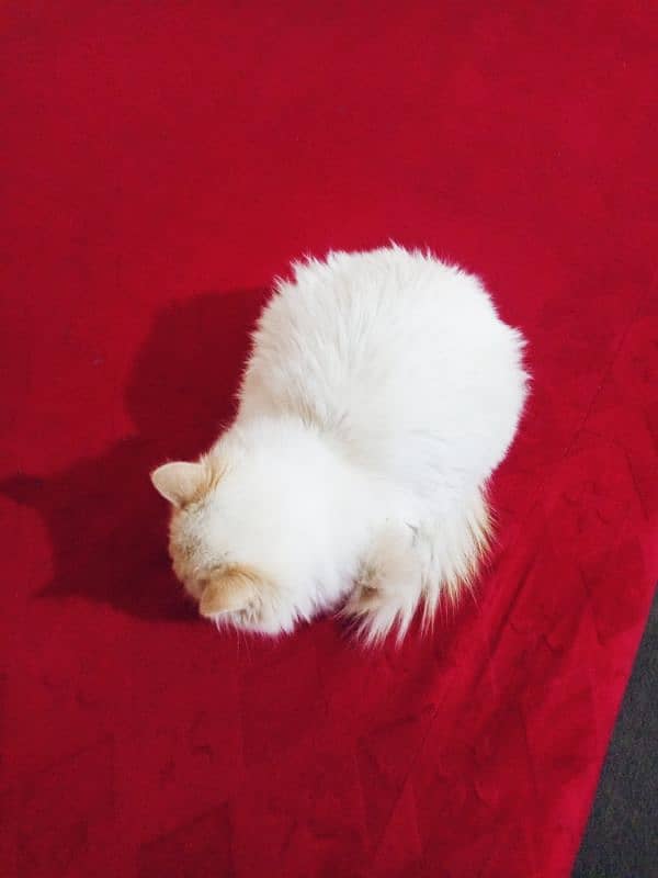 cat Persian white cat 11