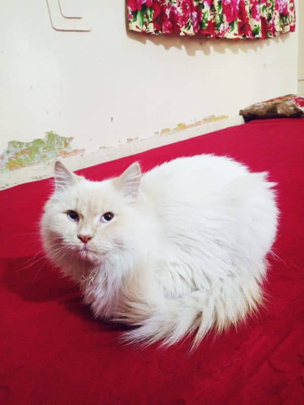 cat Persian white cat 12