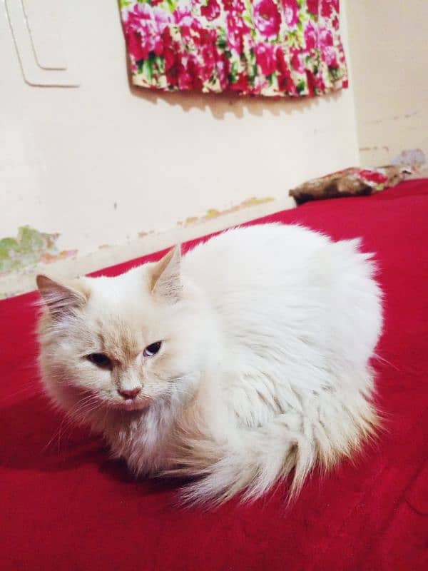 cat Persian white cat 13