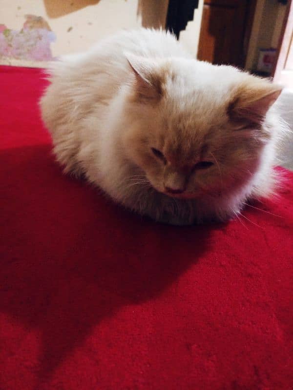 cat Persian white cat 14