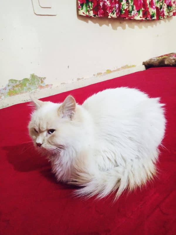 cat Persian white cat 15