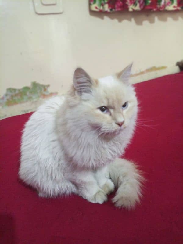 cat Persian white cat 16