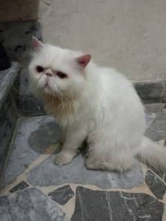 Piki face Male Cat Available For StUd service