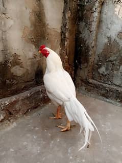 white aseel cock