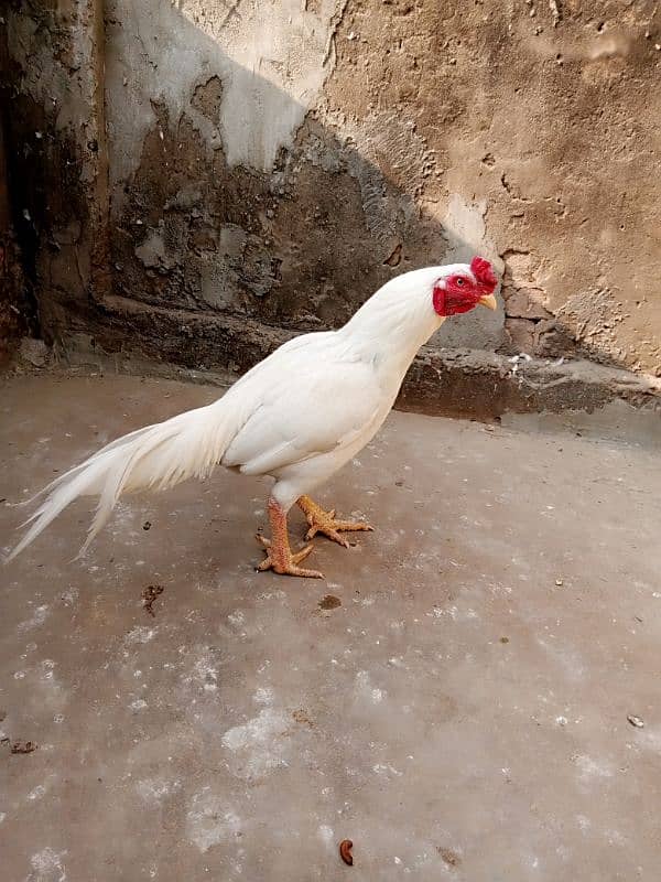 white aseel cock 1