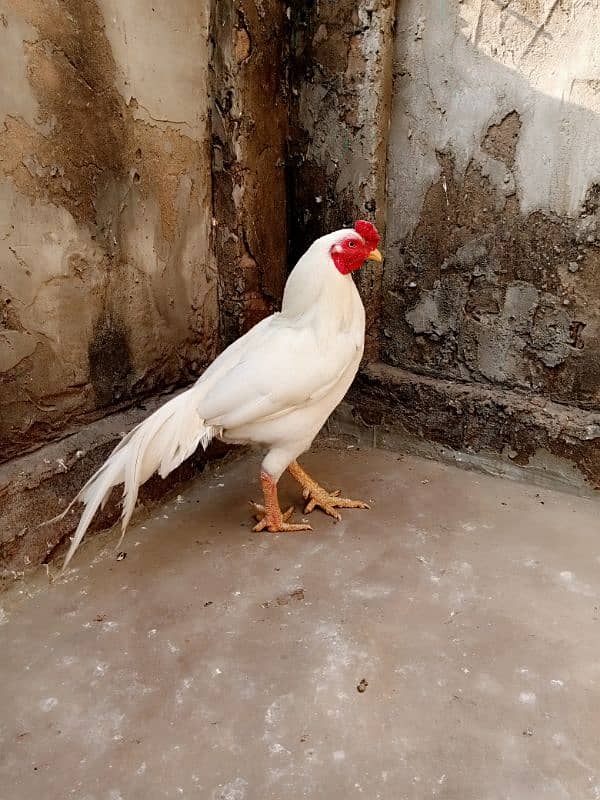 white aseel cock 2