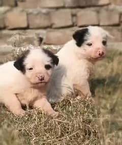 Russian Dog pair for sale  3 mahine