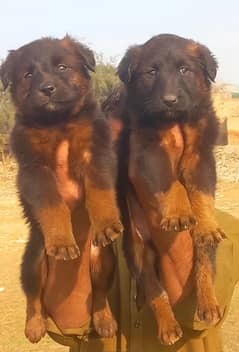 German Shepherd Double Coat pair / German Shepherd Puppies