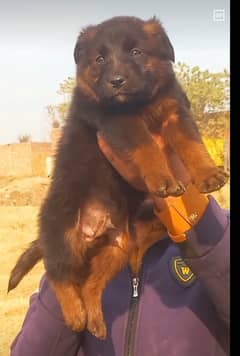 German Shepherd Double Coat Male puppy/ German Shepherd Puppy For Sale