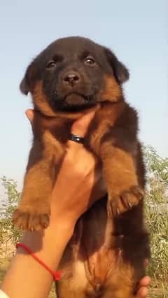 German Shepherd Double Coat Male puppy/ German Shepherd Puppy For Sale