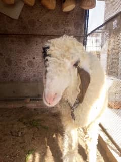 long tail sheep