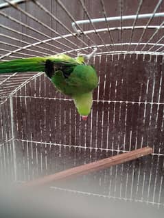 Ringneck Look like male Age near 1 year for sale in Shaheen Town