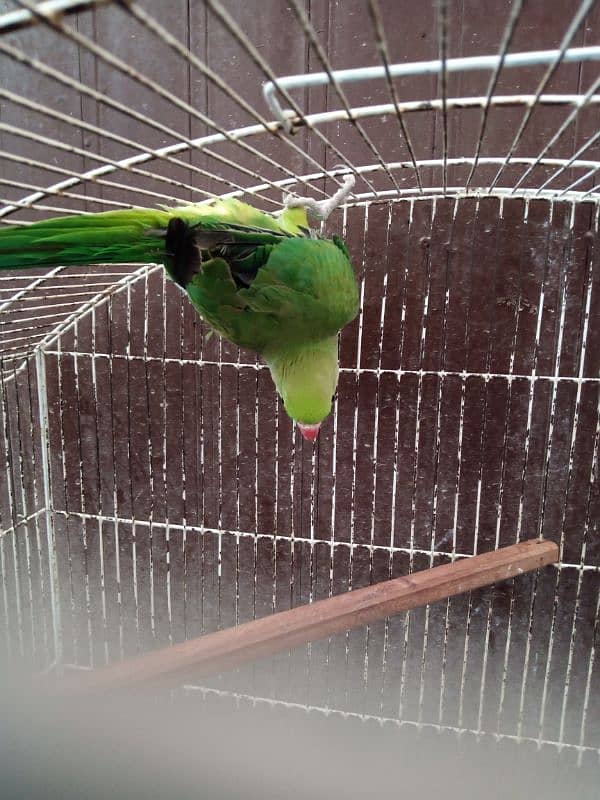 Ringneck Look like male Age near 1 year for sale in Shaheen Town 0