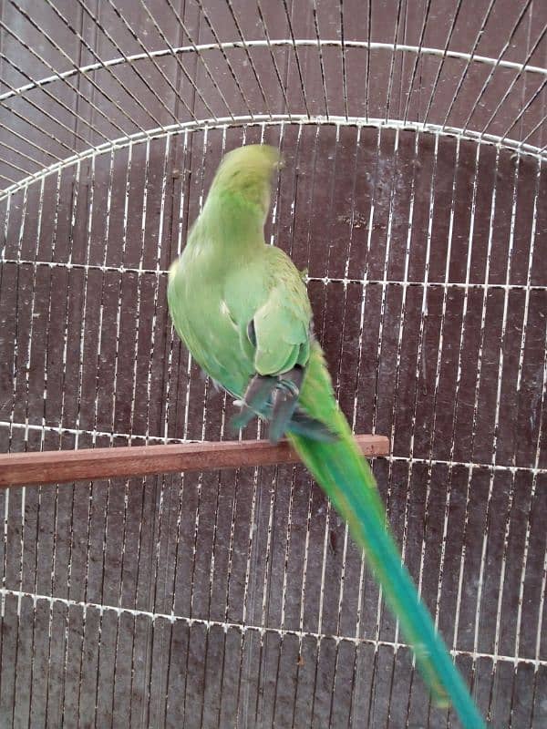 Ringneck Look like male Age near 1 year for sale in Shaheen Town 1