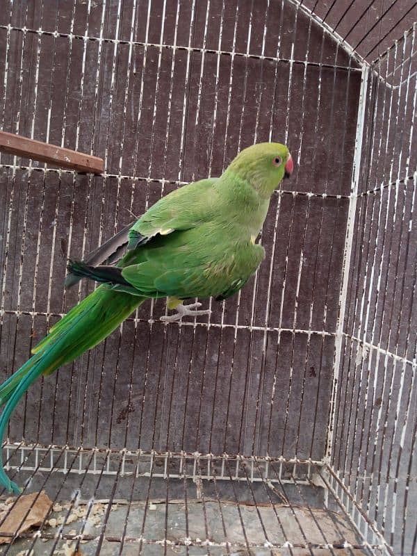 Ringneck Look like male Age near 1 year for sale in Shaheen Town 3