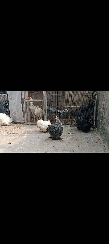 heavy buff/thai pathy /quality/white heera /aseel pair/pure aseel hen 2