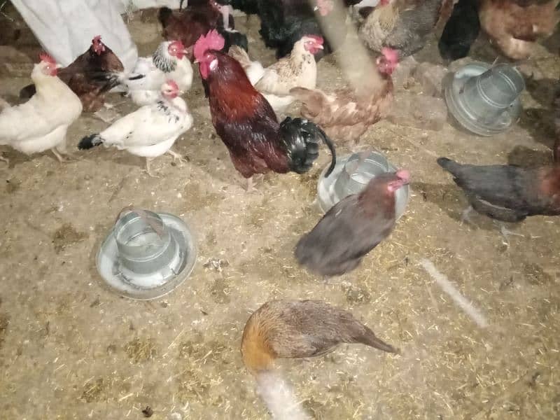 hens and cock's 0