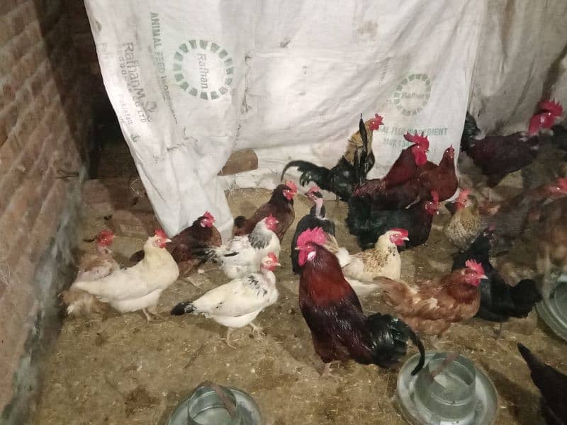 hens and cock's 2