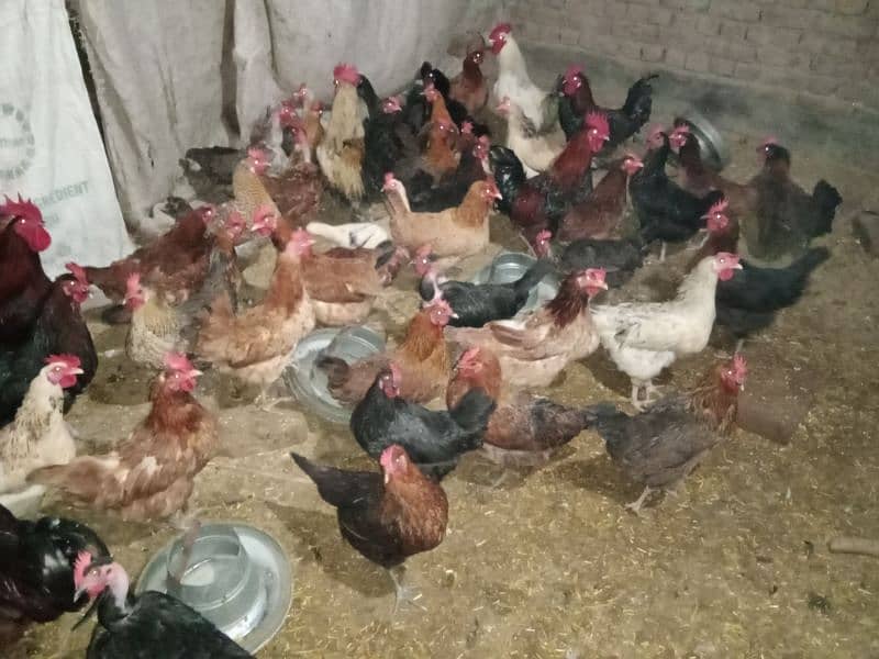 hens and cock's 3