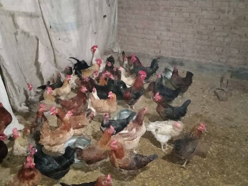 hens and cock's 4