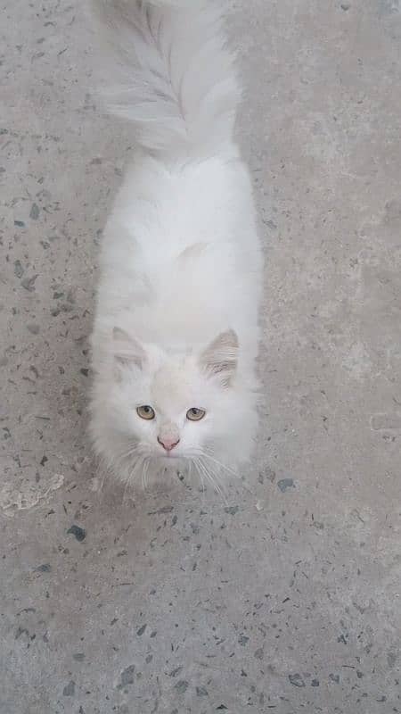 persian 0