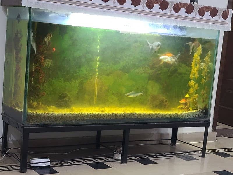 fish tank with fishes 0