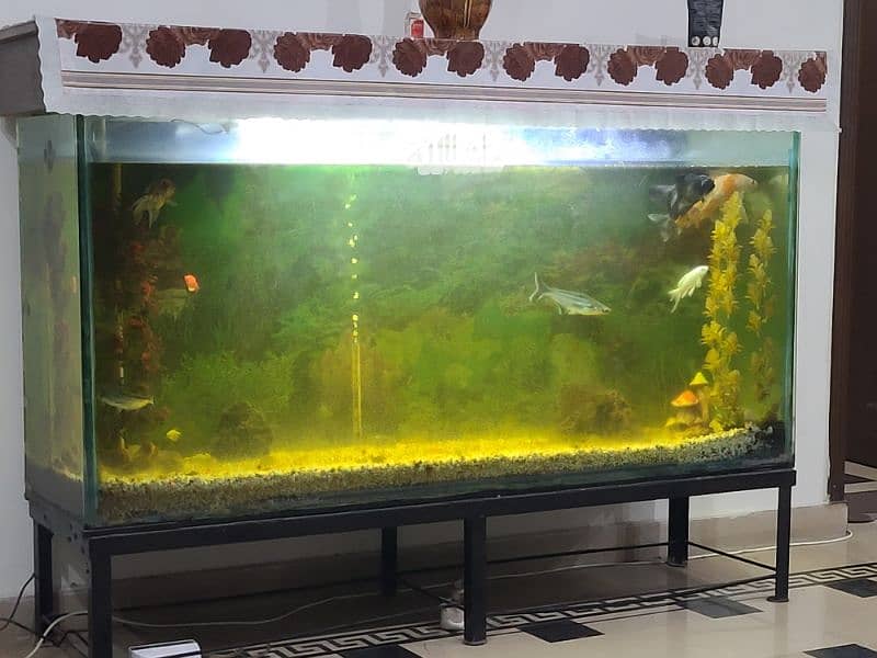 fish tank with fishes 3