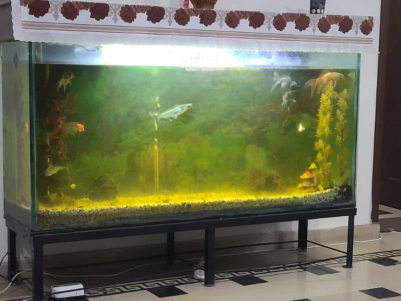 fish tank with fishes 4