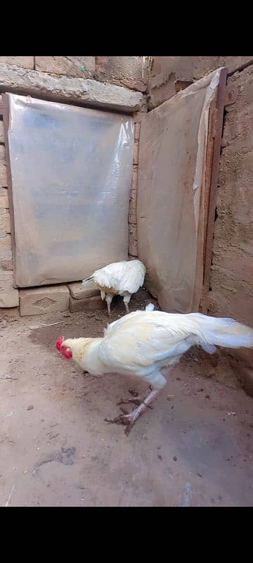 Heera aseel. white hera asel. breeder hera male 0