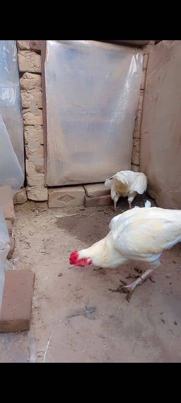 Heera aseel. white hera asel. breeder hera male 3