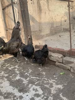 2 Male 3 female Ayam Cemani breeder pair