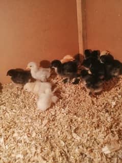 bantam/polish/buff fancy chicks