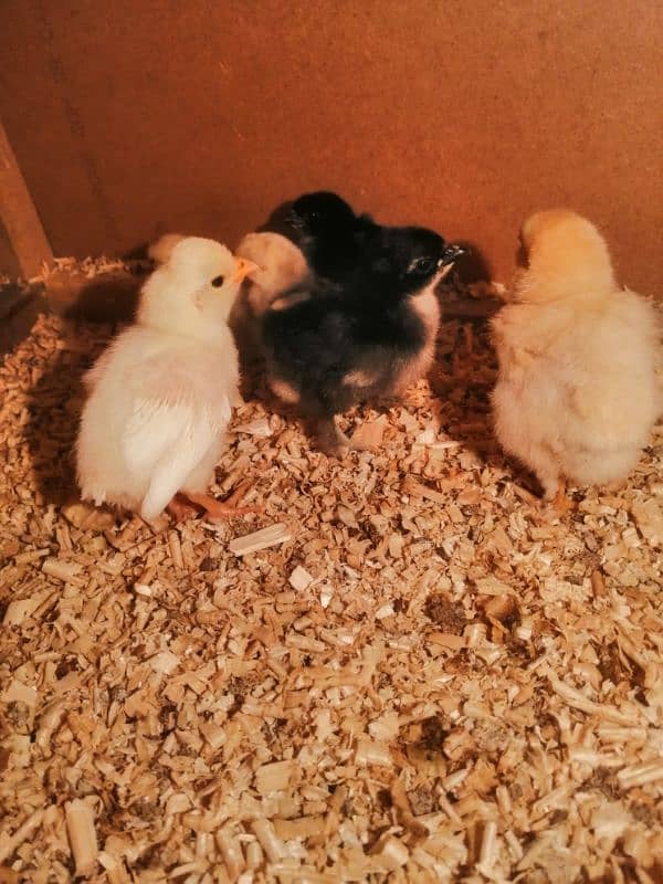 bantam/polish/buff fancy chicks 2