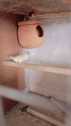 finches and red dove