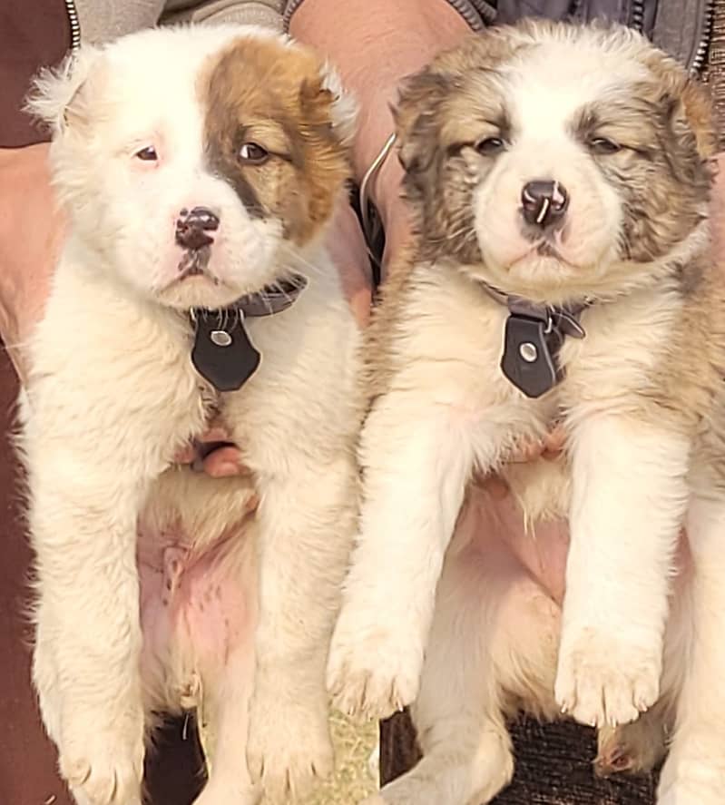 King Alabai pair pure breed security dog 2months for sale 0