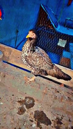 andon wali murghi or chiks for sale