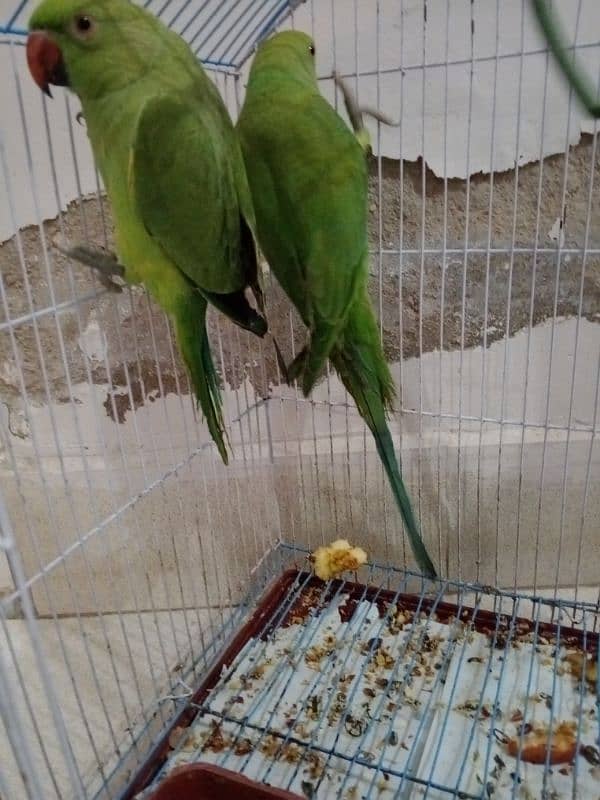 Green parrots 2