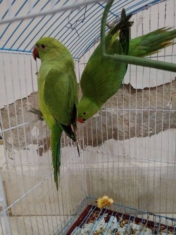 Green parrots 3