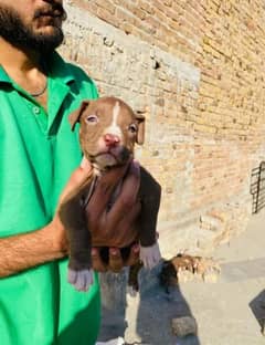 pit bull puppy