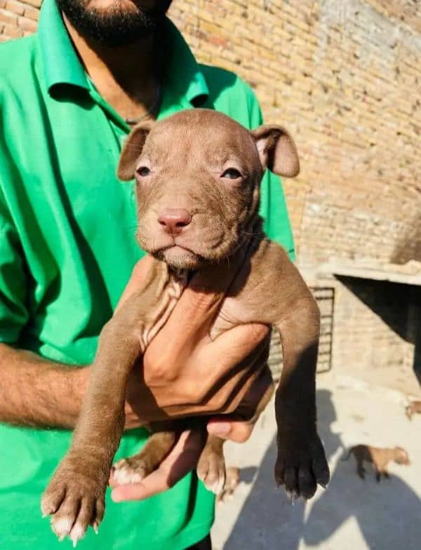 pit bull puppy 1